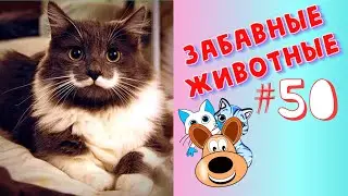 Приколы с Животными #50 / Смешные Животные / Приколы 2020 / Приколы про Животных / Лучшие Приколы