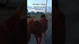 ҰРҒАШЫ ТАЙДЫ ТАРТЫП АЛДЫ 3 БӨЛІМ #horse #айгыр #жылқылар #жылқы #тай #лошади #асау #палуан