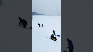 Акита ину со мной и братом  гуляет13 🦁 #акита, #акитаину, #akitainu, Akita Inu, Акита
