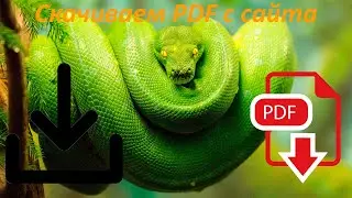 Скачиваем PDF с сайта | Python