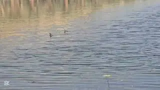 ducklings playing hide n seek