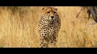 Africa Exclusive Homepage Video