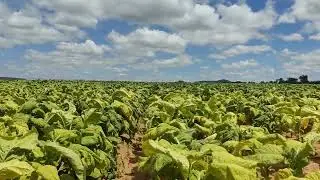 Tobacco farm in Zimbabwe