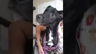 ЗА ЧТО ТАК С НИМ😭