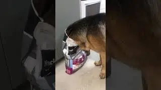 owh wow free food 🐶🤪🐶