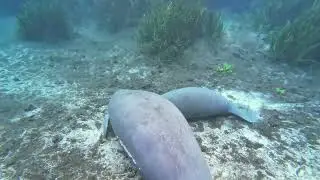Close Encounter With Manatees (Mother & Calf) While Kayaking