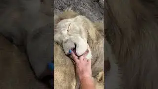 BOOPS