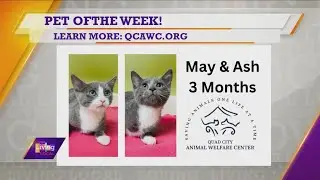 Pet of the Week | May & Ash