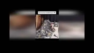смешные  животные   2022