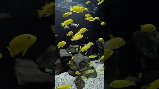 Aquarium Fish 🐠🐟🐠#fish#aquarium#gold#shorts#viral
