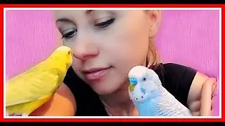 Самые ручные волнистые попугаи. Как попугаи меня любят