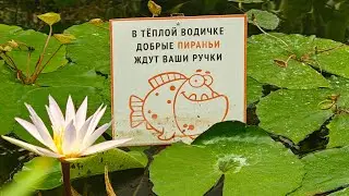 Прогулка наших садоводов по Аптекарскому огороду