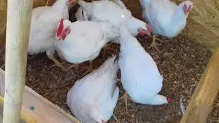 Содержание бройлеров  на маленьком участке: бюджетный вариант курятника