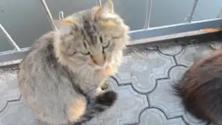 Бродячие коты на рыбалке