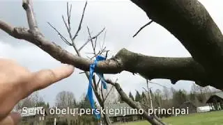 Vaismedžių skiepijimas