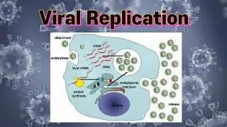 Viral Replication #virology #microbiology #virus