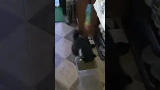 Царь воспитывает рыжего