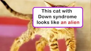 Animals With Rare Genetic Traits That Make Them Absolutely Unforgettable