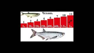 Линь. Подуст. Рак речной. Усач. Чехонь.