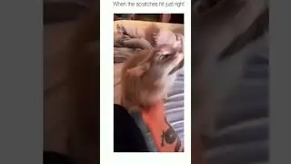 😹😻 Ultimate Cat Compilation! 😻😹