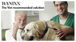 How to treat your dog's ear infections at home with Banixx pet care