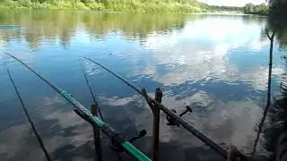 Медведица Красота
