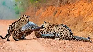 150 kg of PURE MUSCLES vs. LIVE ABS! Battle of Jaguar and GIANT anaconda!