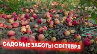 Садовые заботы сентября
