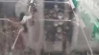 огород на балконе 3