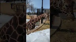 Giraffe 🦒 lunch!