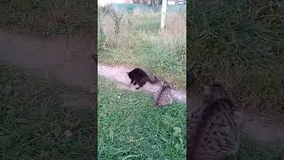 Покормил кота на рыбалке свежепойманой рыбкой