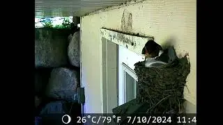 barn swallow mama