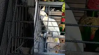 Немецкий попугай.