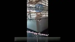 Дегу планируют побег из клетки