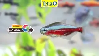 TetraMin | Healthy fish and clear water