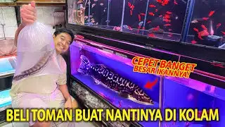 TIBA-TIBA BELI TOMAN BUAT NANTINYA DIPELIHARA DI KOLAM! IKAN INI GEDENYA CEPET BANGET!