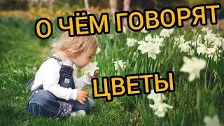 О чем говорят цветы. Суеверия и приметы.