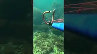 Подводная охота #spearfishing