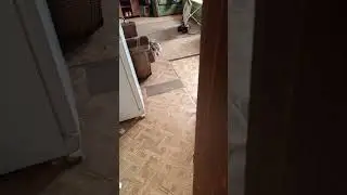 Буся