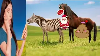 HORSE AND ZEBRA CROSS | Unbelievable!Zebra Crossing,Zebra mating।Loving Stallion with Kabylitsy