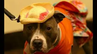 Dogs of the Canine Film Festival
