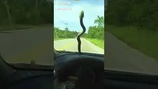SNAKE CRAWLED OUT FROM UNDER the HOOD of the CAR! #shorts #snake #hood #car