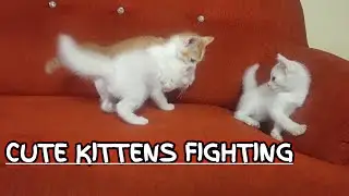 Cute Kittens Fighting #2 | Cute Cats Fighting #2 | Best Funny Cats Fighting | Cuteby ARMY MASS CATS