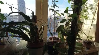 Занялась цветами