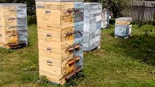 Двухматочное содержание пчёл почти по Озерову