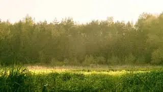Video by Dennis Herzog - Nature Videos