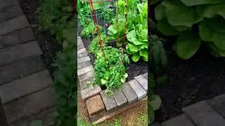 #VeggieGarden