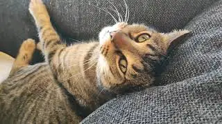 The straycat is back!