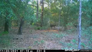 Florida buck shot at 5 yards on Thanksgiving 2021