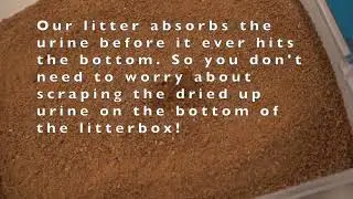 Dr. Bales - Cat Litter Demo